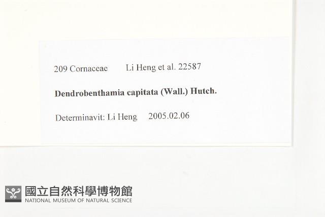 頭狀四照花藏品圖，第3張