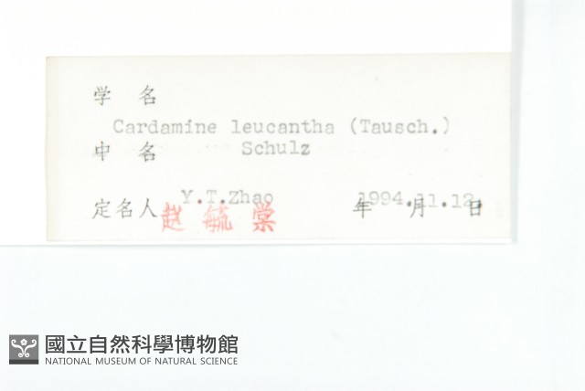 白花碎米薺藏品圖，第3張