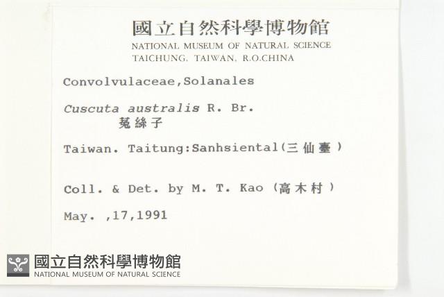 菟絲子藏品圖，第2張