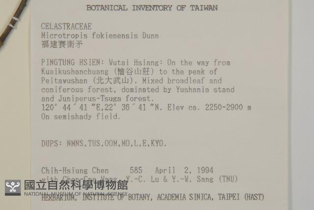 福建賽衛矛、福建假衛矛藏品圖，第5張