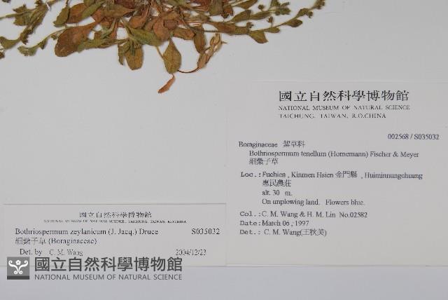 細纍子草藏品圖，第2張