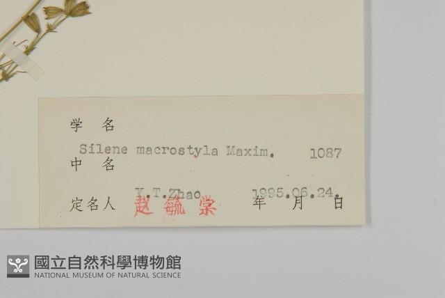 長柱蠅子草藏品圖，第3張