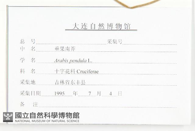 垂果南芥菜藏品圖，第3張
