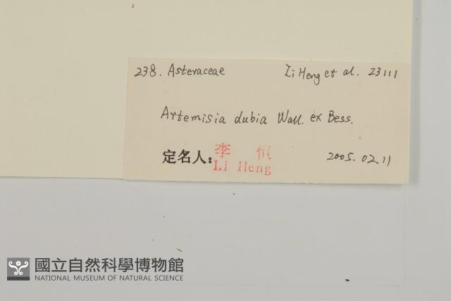 牛尾蒿藏品圖，第3張