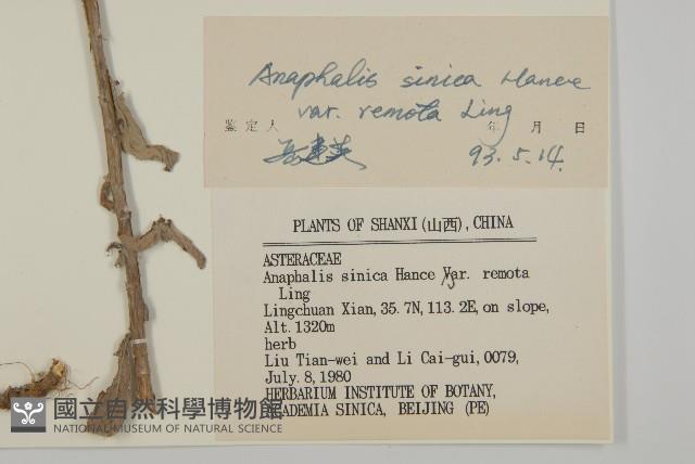 火絨草藏品圖，第3張