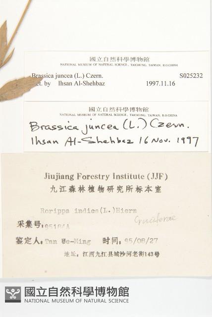 芥菜藏品圖，第3張