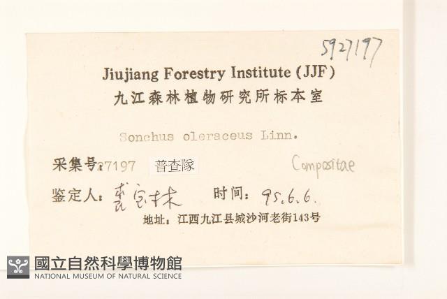 苦滇菜、苦菜藏品圖，第3張