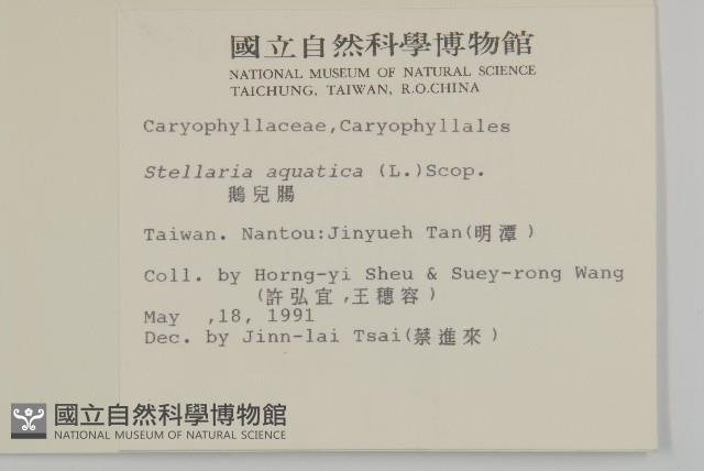 鵝兒腸藏品圖，第2張