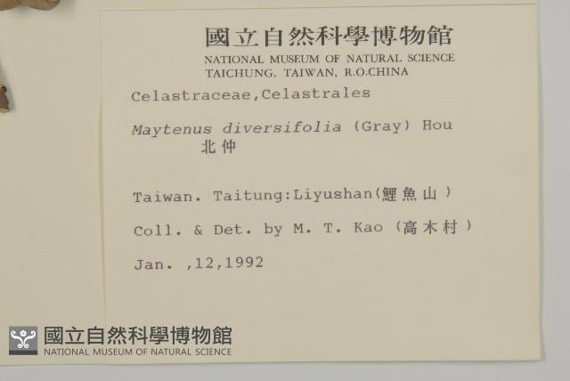 北仲, 刺裸實藏品圖，第2張