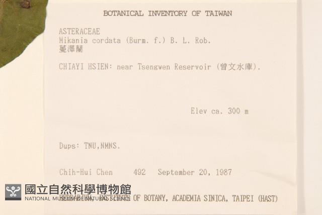 蔓澤蘭藏品圖，第2張