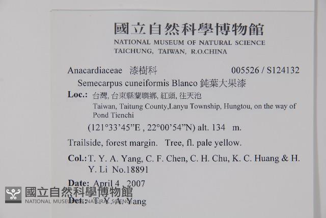 鈍葉大果漆, 小葉大果漆藏品圖，第2張