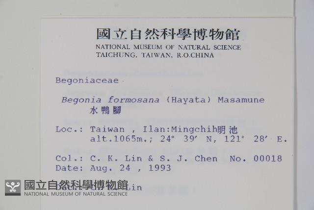 水鴨腳藏品圖，第2張