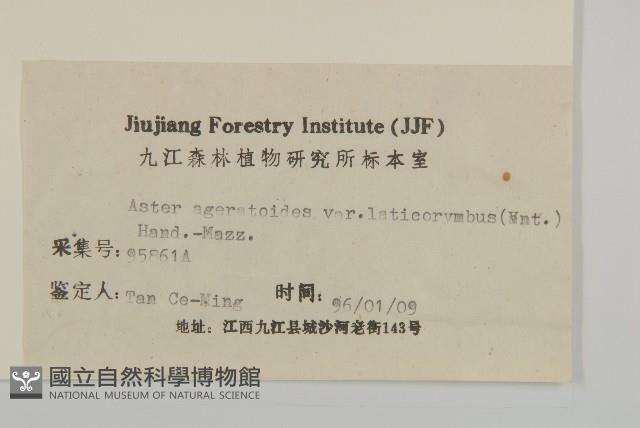 寬傘三褶葉紫菀藏品圖，第3張