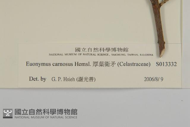 厚葉衛矛, 源一木藏品圖，第3張