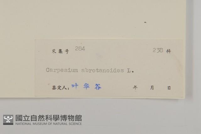 天名精藏品圖，第3張