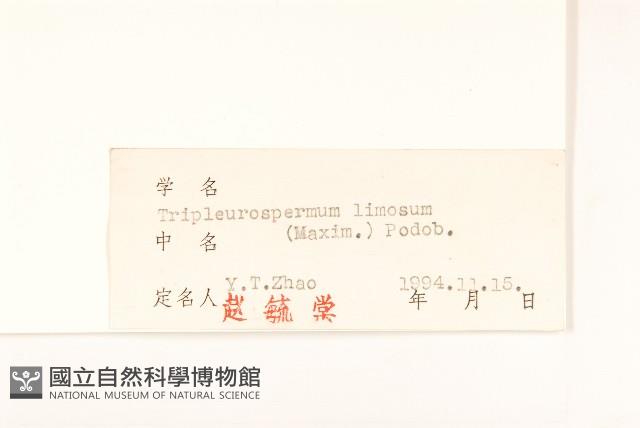 三肋果藏品圖，第3張