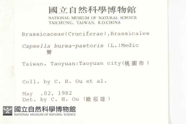 薺藏品圖，第2張