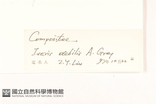 細葉剪刀股藏品圖，第3張