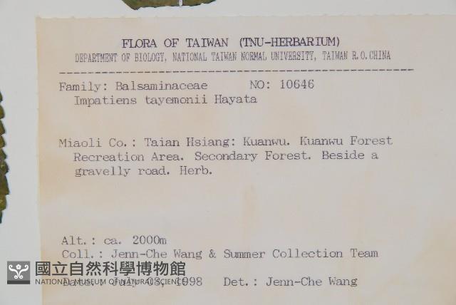 黃花鳳仙花藏品圖，第2張