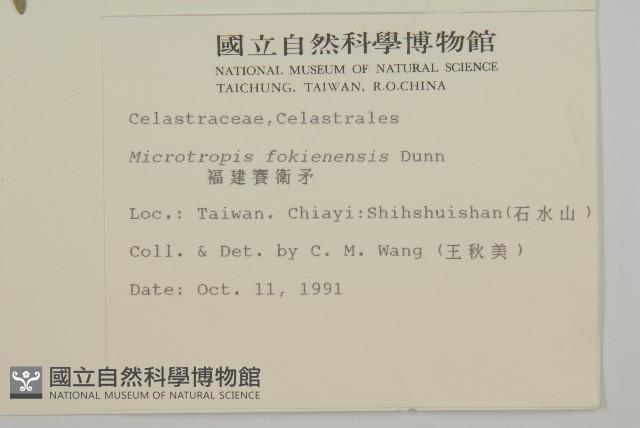 福建賽衛矛、福建假衛矛藏品圖，第2張