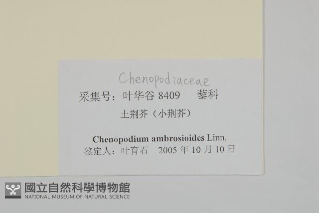 臭杏、土荊芥藏品圖，第3張