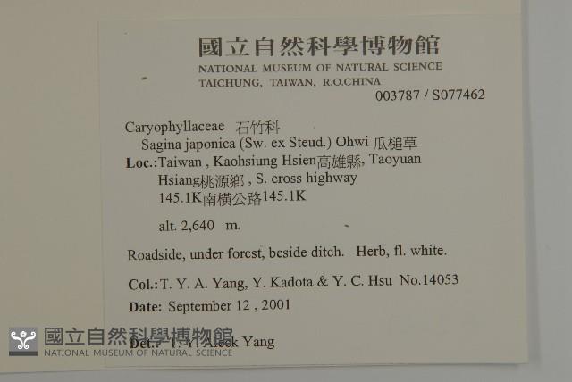 瓜槌草、漆姑草藏品圖，第2張