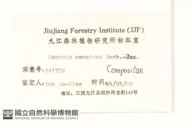 蔓黃菀藏品圖，第3張