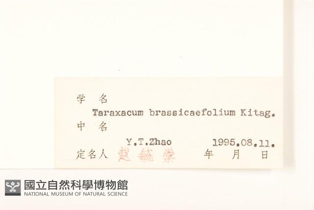 芥葉蒲公英藏品圖，第3張