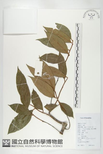 延平柿藏品圖，第3張