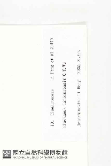 蘭坪胡頹子藏品圖，第3張