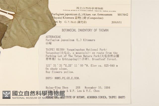 臺灣山菊藏品圖，第2張