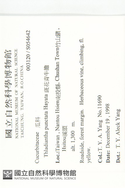 斑花青牛膽藏品圖，第2張