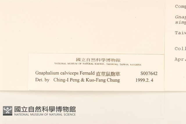 直莖鼠麴草藏品圖，第3張