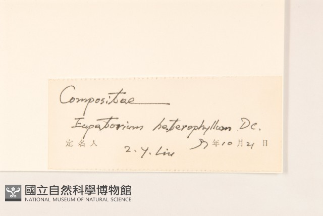 異葉澤蘭藏品圖，第3張