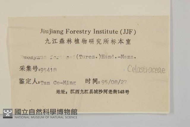 扶芳藤藏品圖，第3張