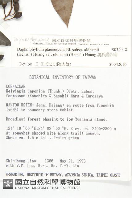 奧氏虎皮楠藏品圖，第2張