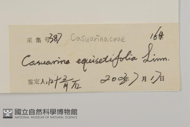 木麻黃藏品圖，第3張