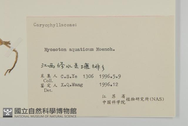 牛繁縷藏品圖，第3張