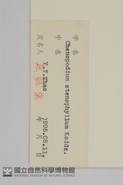 狹葉藜藏品圖，第3張