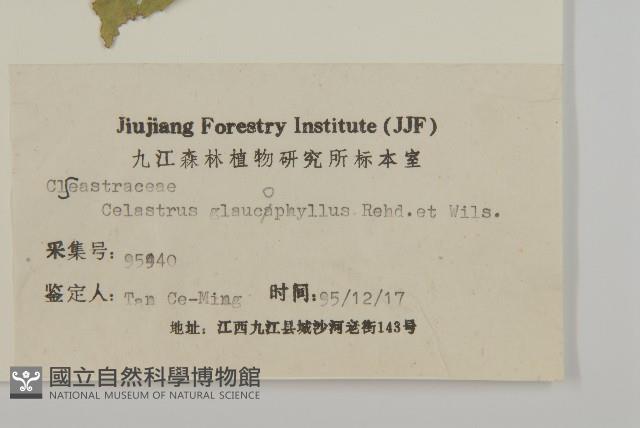 灰葉南蛇藤藏品圖，第3張