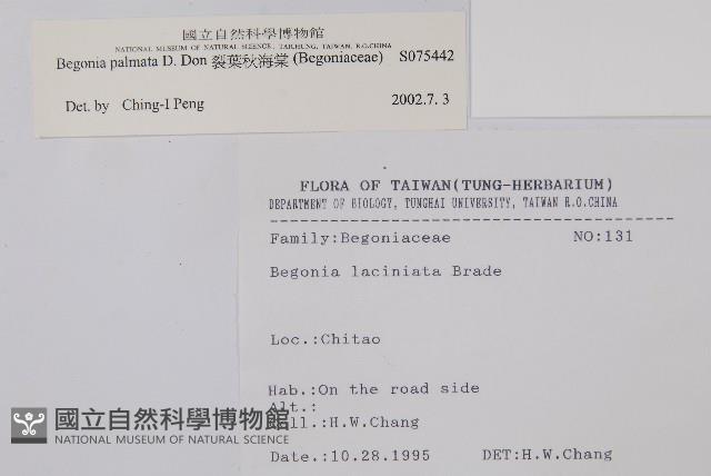 裂葉秋海棠藏品圖，第2張