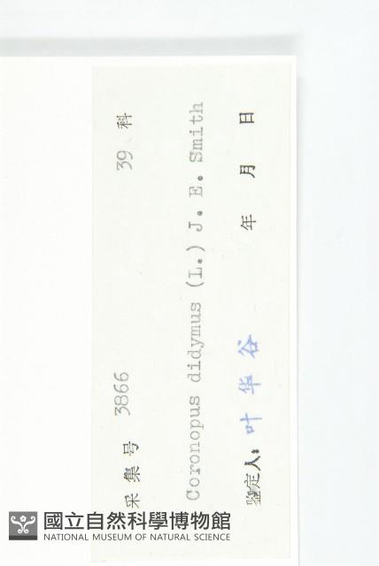 臭濱芥、臭薺藏品圖，第3張