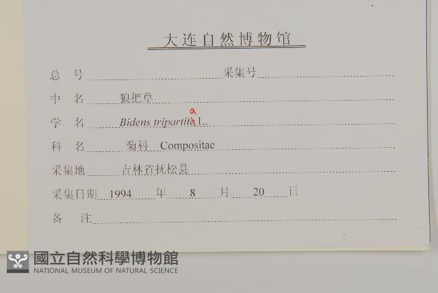 狼把草藏品圖，第3張