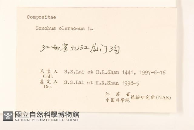 苦滇菜、苦菜藏品圖，第3張