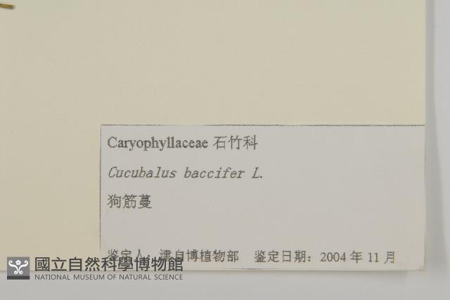 狗筋蔓藏品圖，第3張