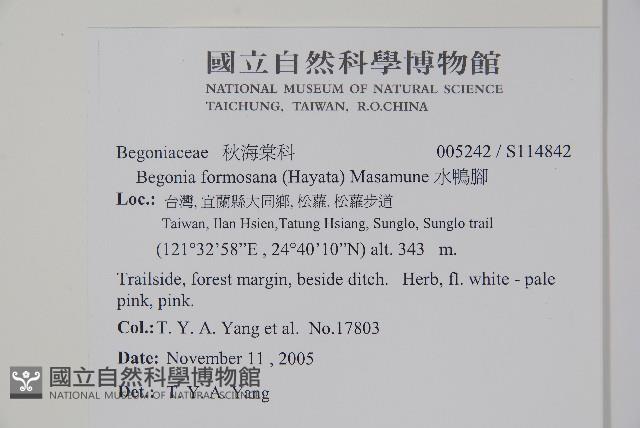 水鴨腳藏品圖，第2張