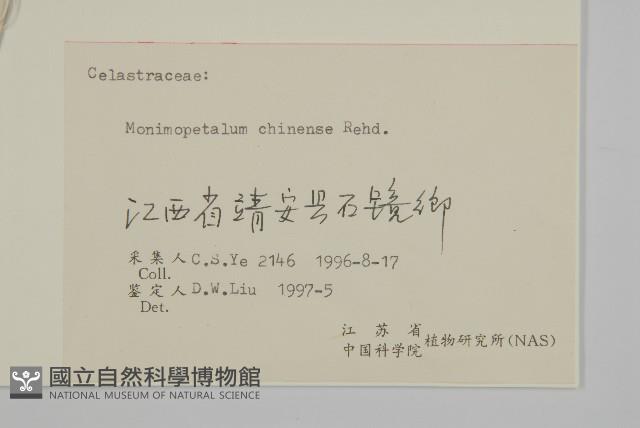 永瓣藤藏品圖，第3張