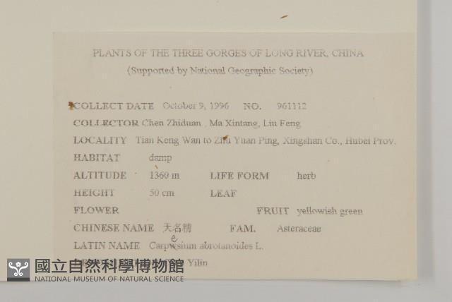 鈍齒鼠李藏品圖，第3張