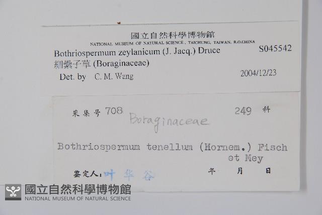 細纍子草藏品圖，第2張