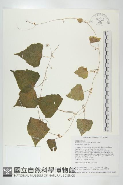 黑果馬交兒藏品圖，第3張